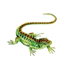 Rebel Gra Łąka Meadow – planszowa przygoda rodzinna 10+