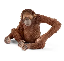 Orangutan samica