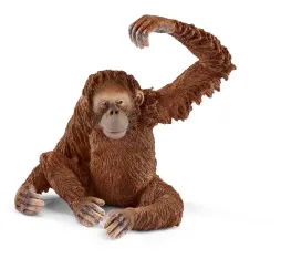 Orangutan samica